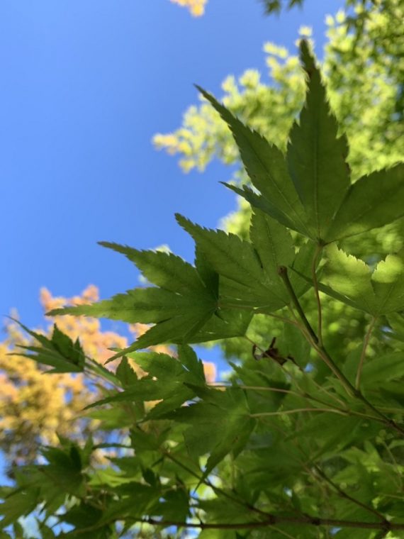 植物達も青々