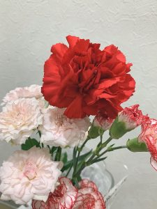 お花の写真