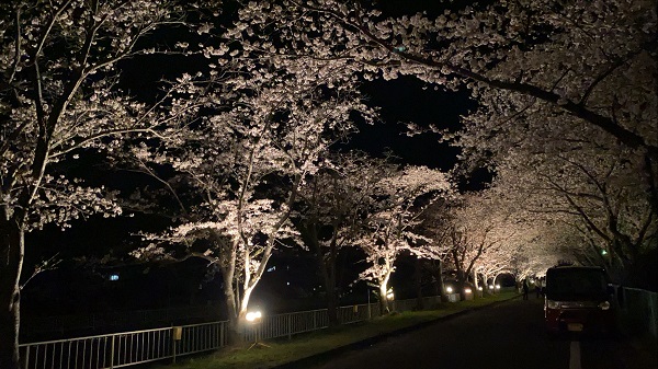 満開の夜桜