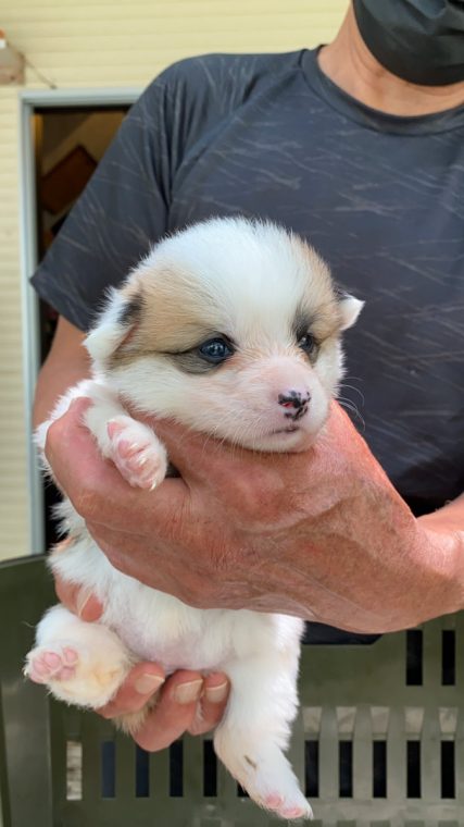 中鼻のお家に新しい家族、ひまわりちゃん