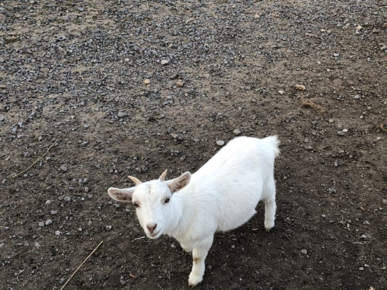 公園の子ヤギ