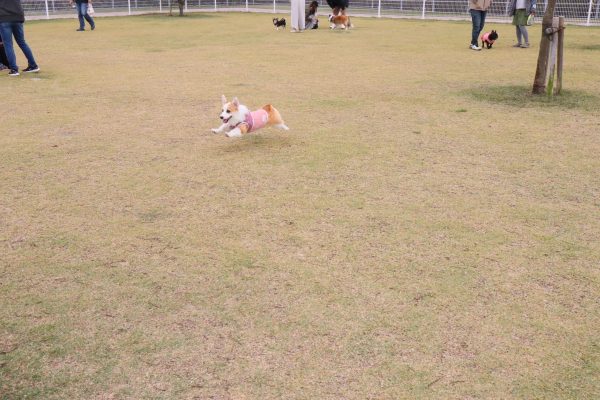 わんわん元気なひまわりをおすそ分け