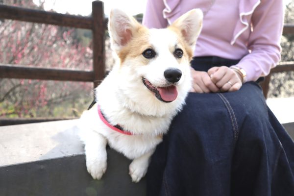 サラダホームの中鼻　3月のひまわりちゃん